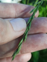 Elymus fibrosus