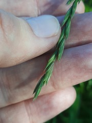 Elymus fibrosus