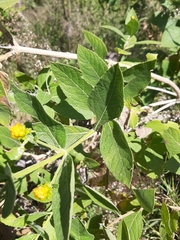 Verbesina sphaerocephala