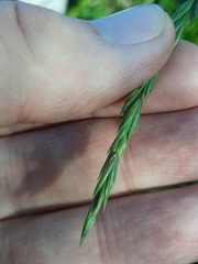 Elymus fibrosus
