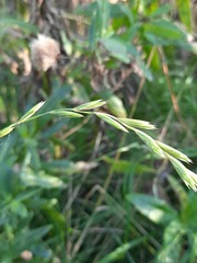 Elymus fibrosus
