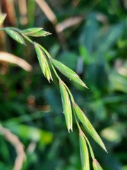 Elymus fibrosus