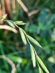 Elymus fibrosus