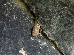 Mediodactylus heterocercus