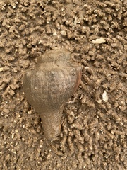 Volegalea cochlidium