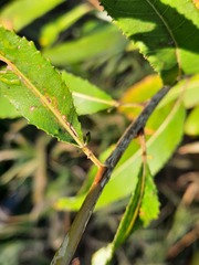 Salix triandra