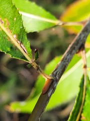 Salix triandra