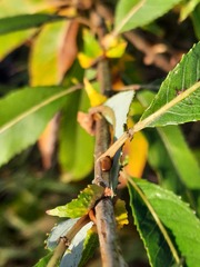 Salix triandra
