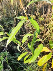 Salix triandra