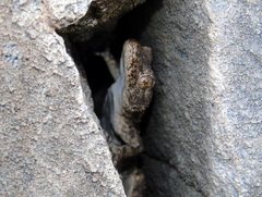 Mediodactylus heterocercus