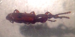 Araiorrhinus howittii