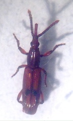 Araiorrhinus howittii