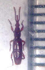 Araiorrhinus howittii