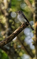 Muscicapa dauurica