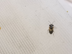 Geocoris megacephalus