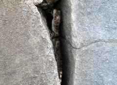 Mediodactylus heterocercus