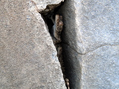 Mediodactylus heterocercus