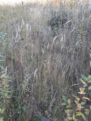 Calamagrostis epigejos