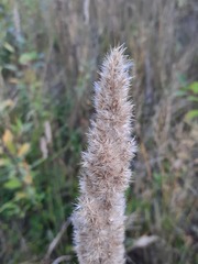 Calamagrostis epigejos