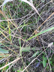 Calamagrostis epigejos