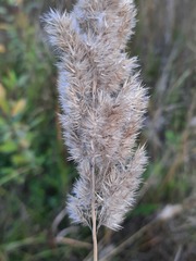 Calamagrostis epigejos