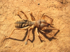 Galeodes araneoides