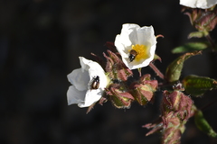 Chasmatopterus