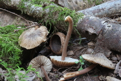 Inocybe asterospora