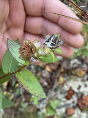 Silphium asperrimum