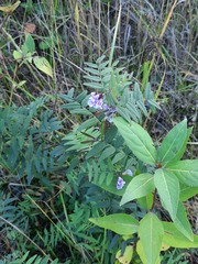 Vicia sepium