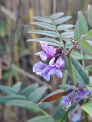 Vicia sepium