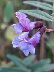 Vicia sepium