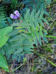 Vicia sepium