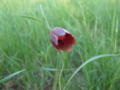 Fritillaria meleagroides