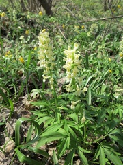 Corydalis cava marschalliana