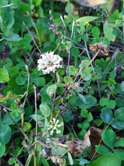 Trifolium repens