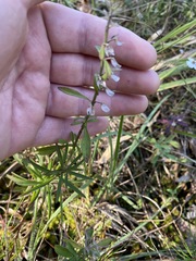 Scutellaria integrifolia