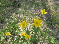 Tulipa sylvestris australis