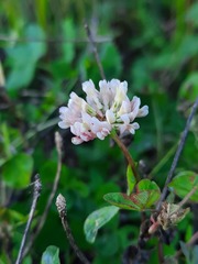 Trifolium repens
