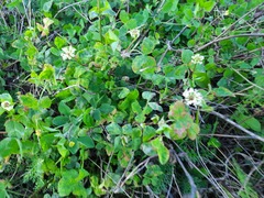 Trifolium repens