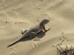 Phrynocephalus mystaceus