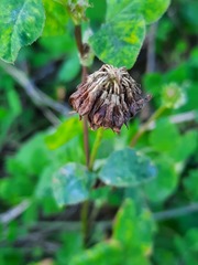 Trifolium repens