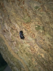 Figulus binodulus