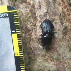 Figulus binodulus
