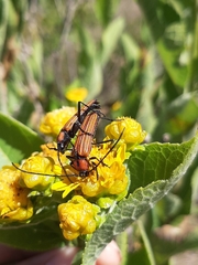Ischnocnemis luteicollis