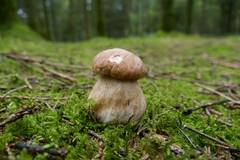 Boletus edulis