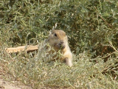 Spermophilus fulvus