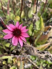 Echinacea purpurea