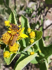 Ischnocnemis luteicollis