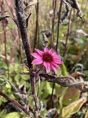Echinacea purpurea